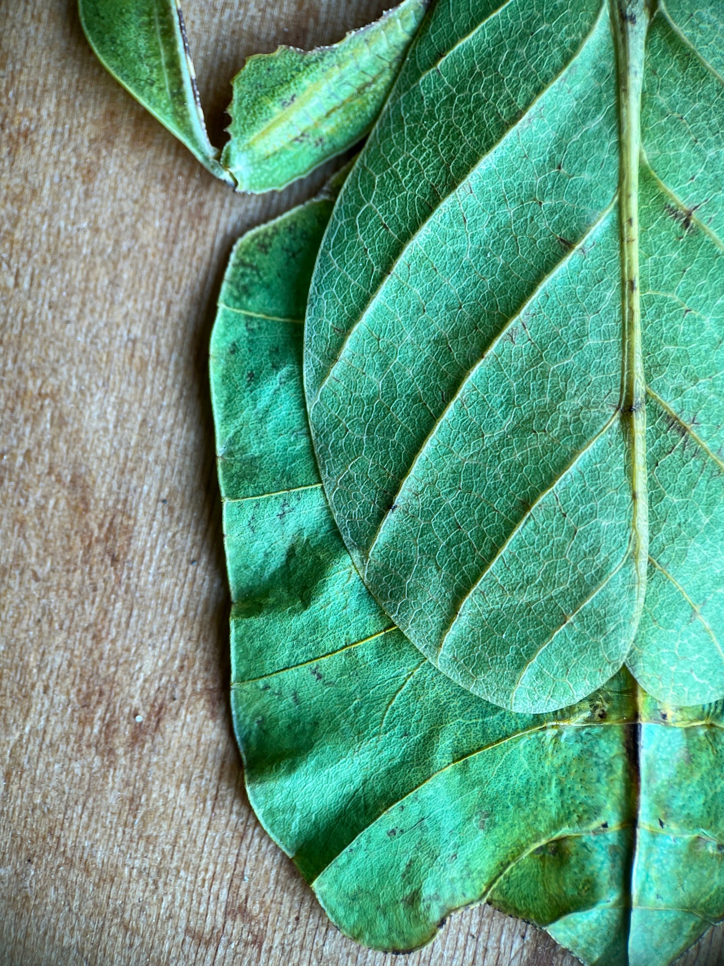 Phyllium pulchrifolium, leaf insect