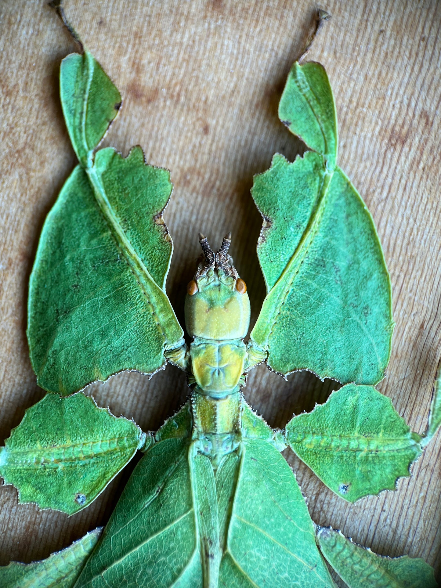 Phyllium pulchrifolium, leaf insect