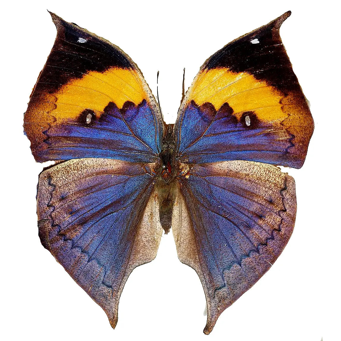 Kallima inachus, Dead Leaf Butterfly - Little Caterpillar Art Little Caterpillar Art Butterfly Specimens