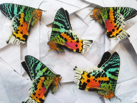 LOT OF 5 Urania ripheus, Madagascar Sunset Moth - Little Caterpillar Art Little Caterpillar Art Butterfly Specimens