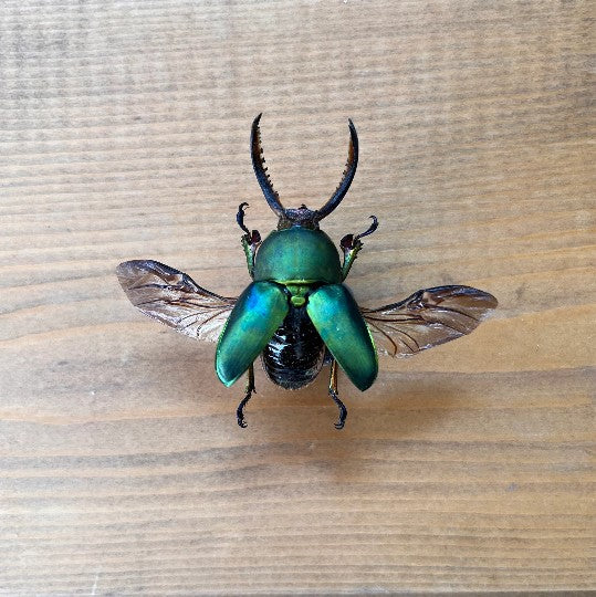 Lamprima Adolphinae, LARGE Sawtooth Stag Beetle - Little Caterpillar Art Little Caterpillar Art Insect Specimens
