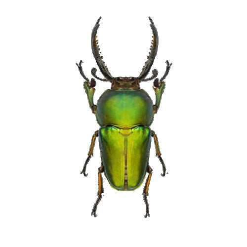 Lamprima Adolphinae, LARGE Sawtooth Stag Beetle - Little Caterpillar Art Little Caterpillar Art Insect Specimens