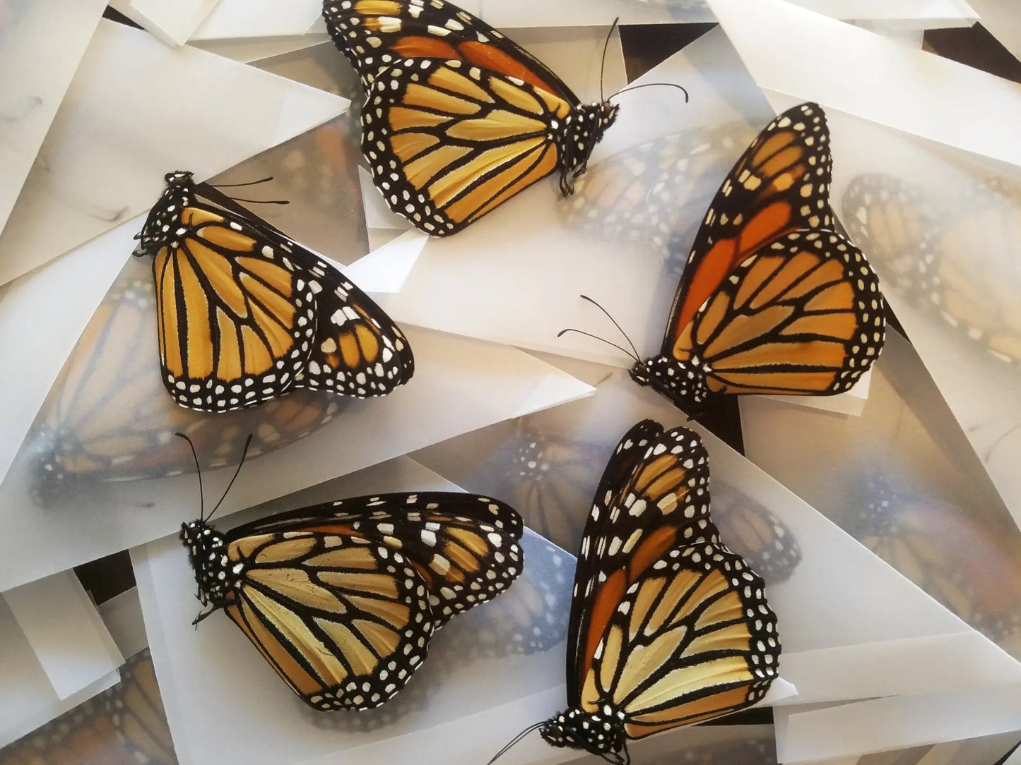 Lot of 5 Monarchs, Daneus plexxipus - Little Caterpillar Art Little Caterpillar Art Butterfly Specimens