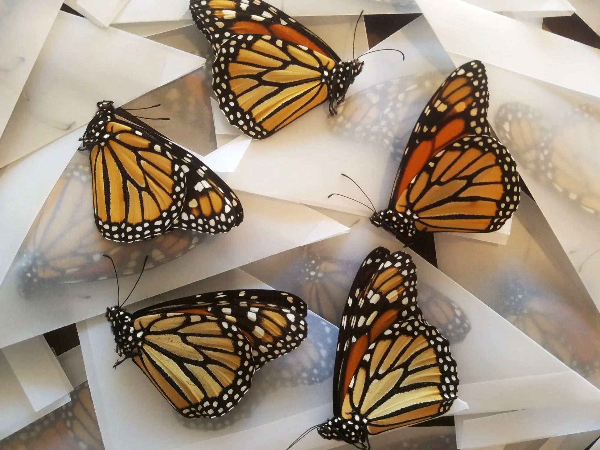 Lot of 5 Monarchs, Daneus plexxipus - Little Caterpillar Art Little Caterpillar Art Butterfly Specimens