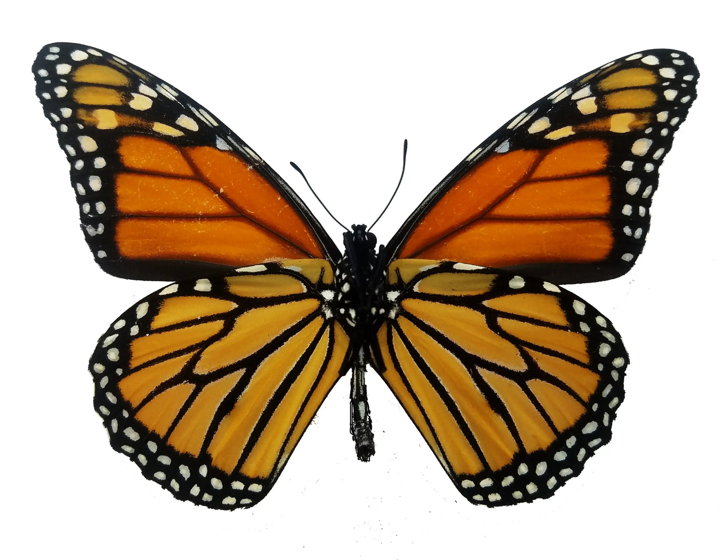 Monarch Butterfly, Danaus plexippus - Little Caterpillar Art Little Caterpillar Art Butterfly Specimens