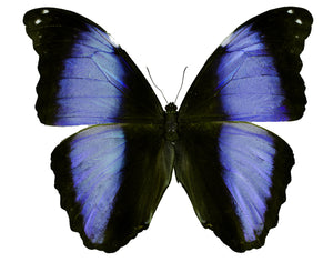 Morpho deidamia verso, the Deidamia Morpho - Little Caterpillar Art Little Caterpillar Art Butterfly Specimens 