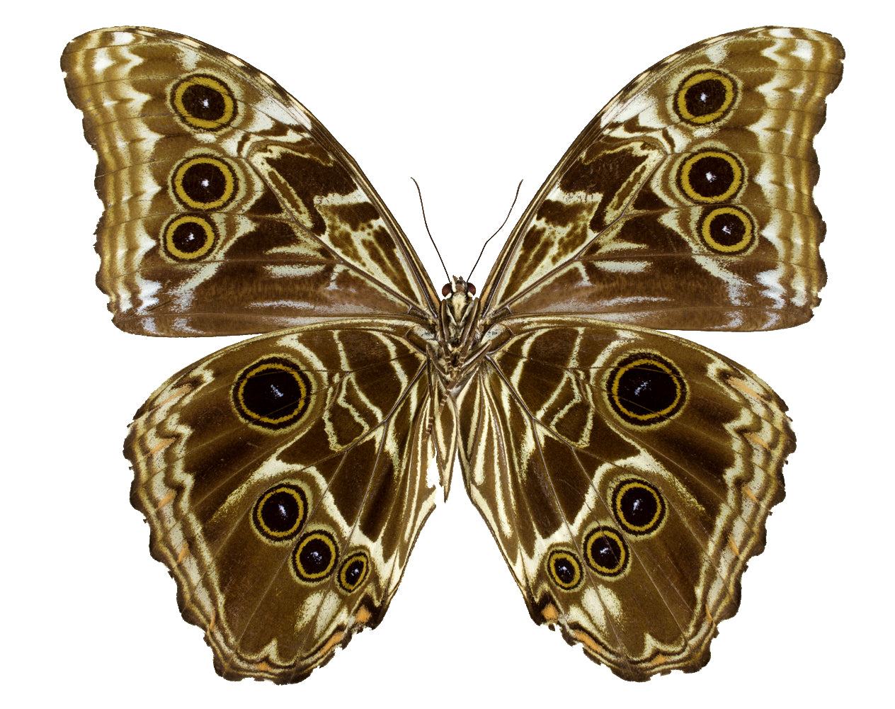 Morpho deidamia verso, the Deidamia Morpho - Little Caterpillar Art Little Caterpillar Art Butterfly Specimens