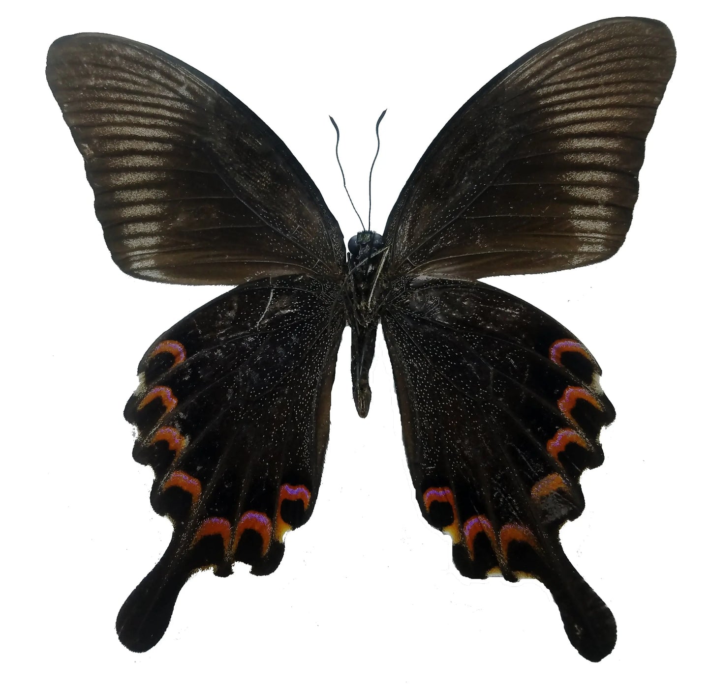 Papilio paris, Paris Peacock - Little Caterpillar Art Little Caterpillar Art Butterfly Specimens