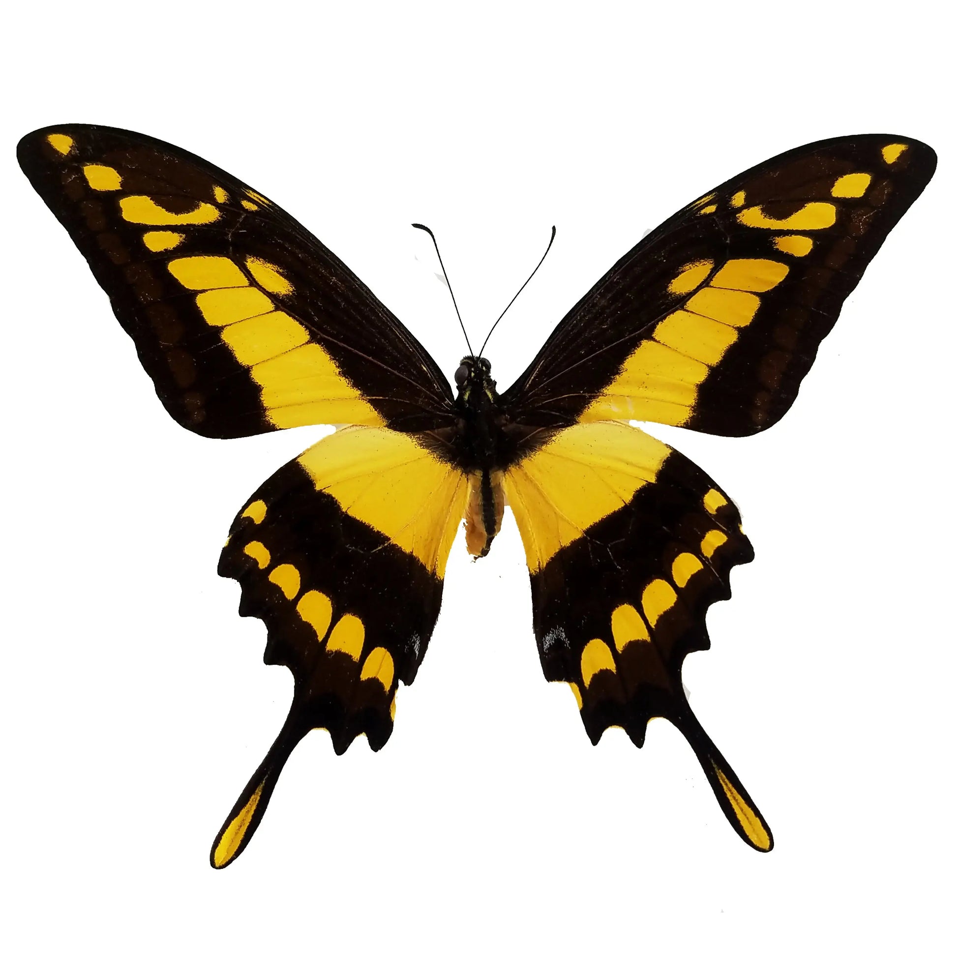 Papilio thoas, King Swallowtail - Little Caterpillar Art Little Caterpillar Art Butterfly Specimens