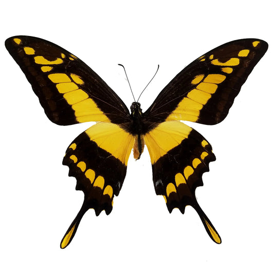 Papilio thoas, King Swallowtail - Little Caterpillar Art Little Caterpillar Art Butterfly Specimens