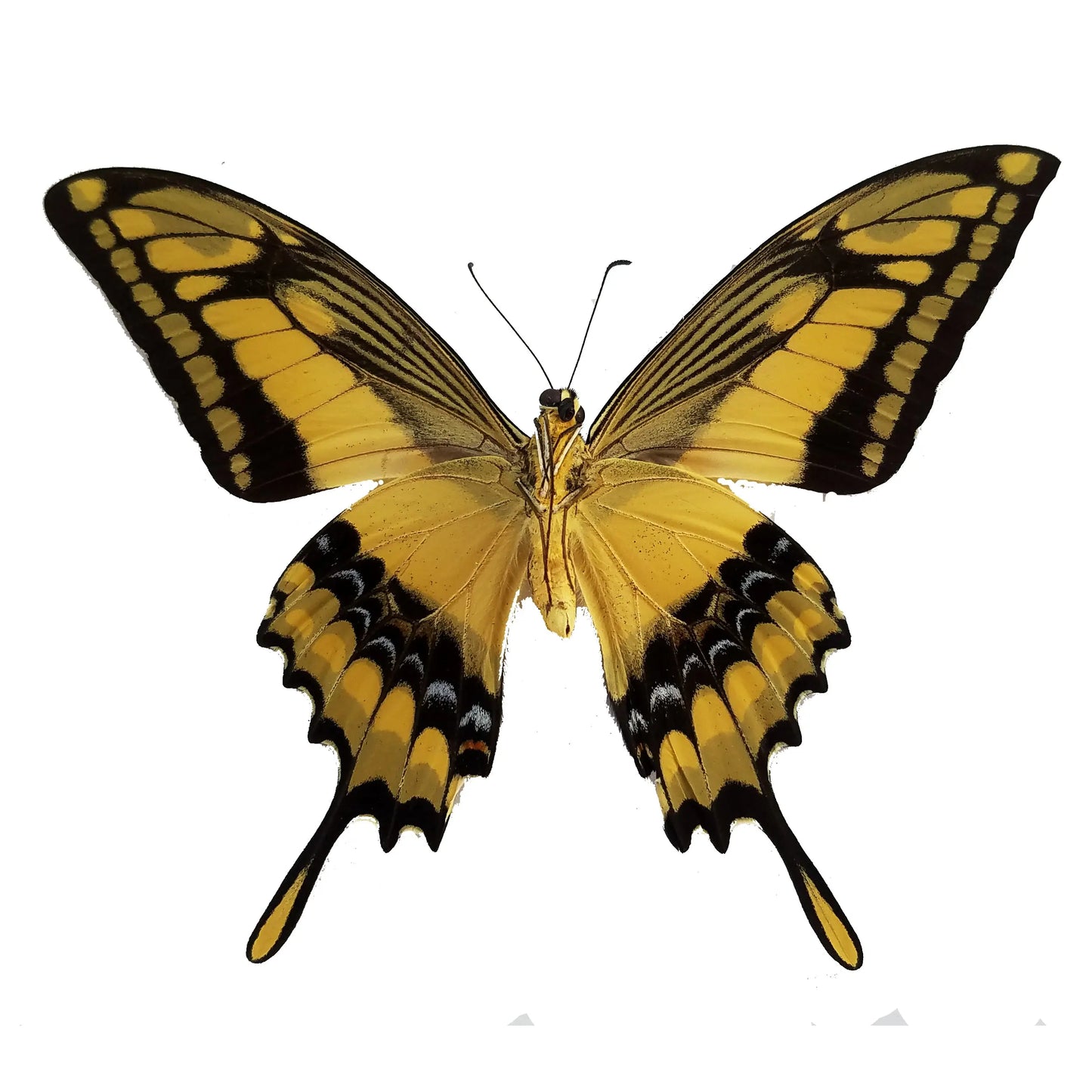 Papilio thoas, King Swallowtail - Little Caterpillar Art Little Caterpillar Art Butterfly Specimens