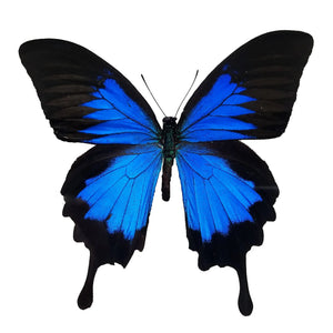 Papilio ulysses, Mountain Blue Swallowtail - Little Caterpillar Art Little Caterpillar Art Butterfly Specimens 