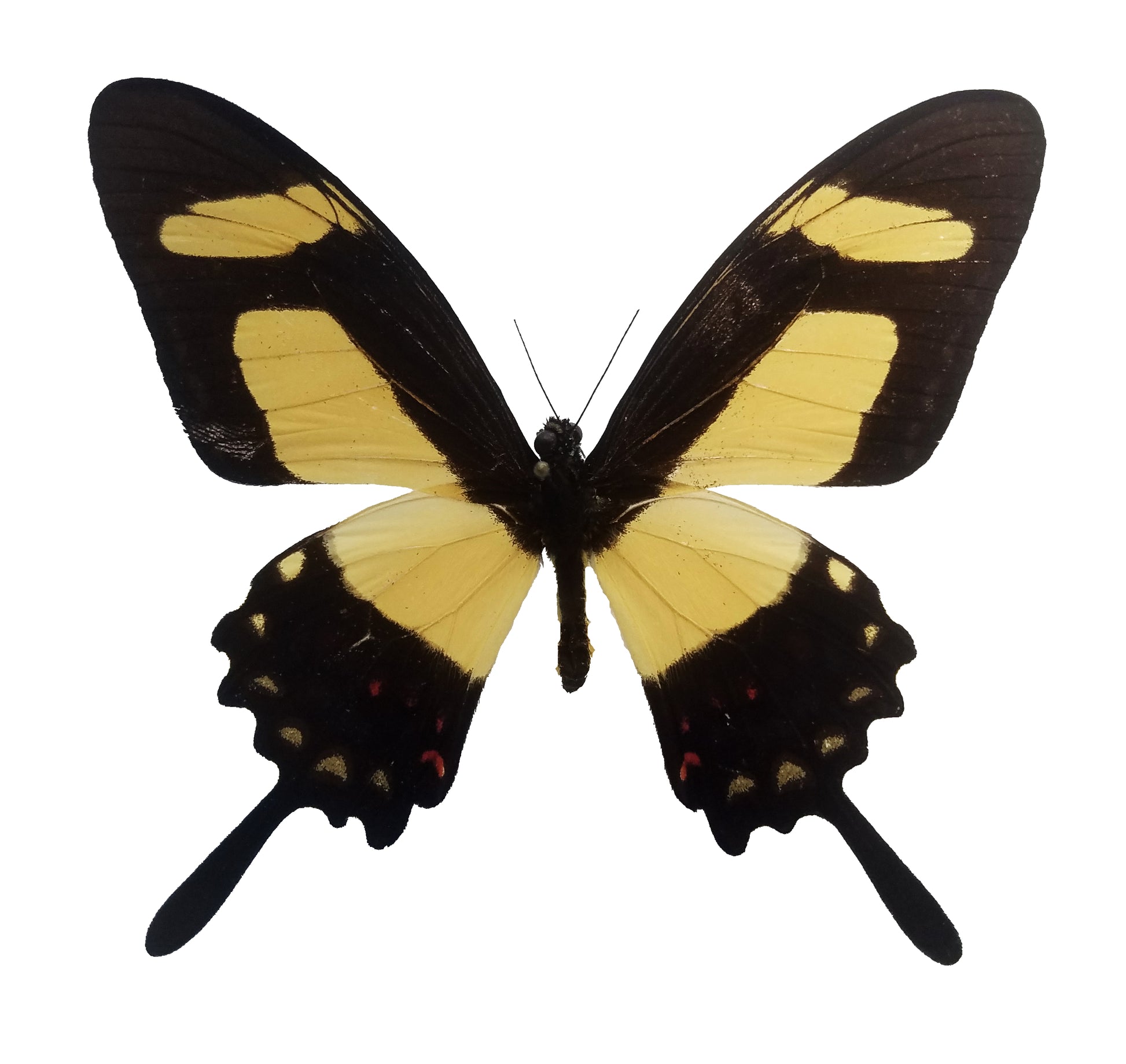 Papilio torquatus, Torquatus Swallowtail - Little Caterpillar Art Little Caterpillar Art Butterfly Specimens