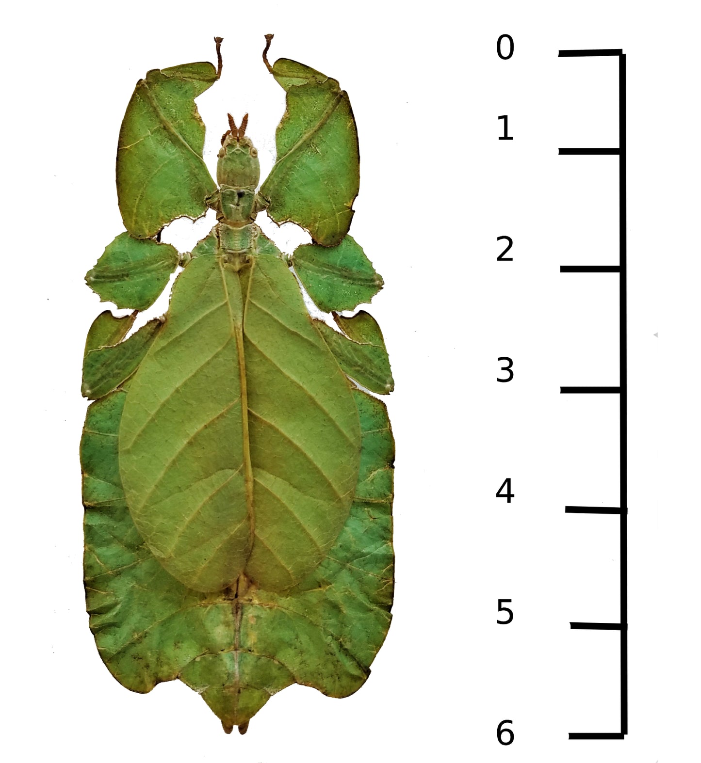 HUGE Phyllium giganteum, World’s Largest Leaf Insect! +140mm - Little Caterpillar Art Little Caterpillar Art Insect Specimens