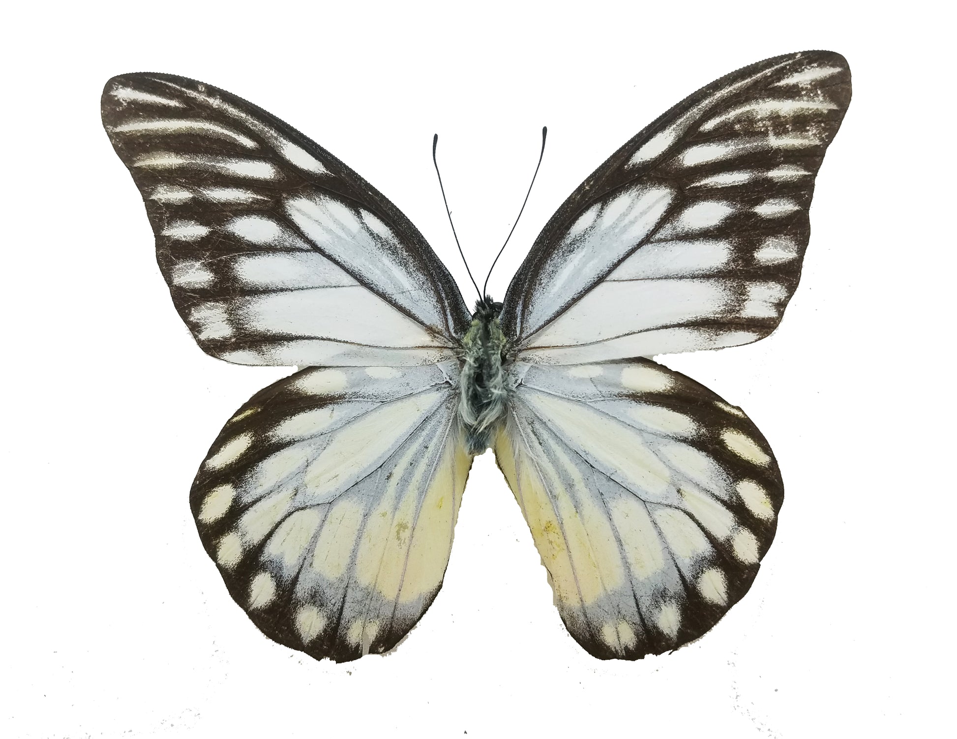 Prioneris thestylis, the Spotted Sawtooth - Little Caterpillar Art Little Caterpillar Art Butterfly Specimens