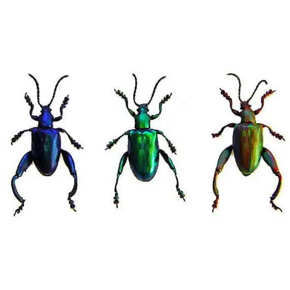 REAL Sagra longicollis, Set of 3 Frog Leg Beetles - Little Caterpillar Art Little Caterpillar Art Insect Specimens