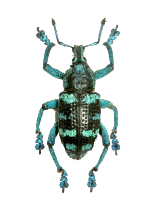 REAL Eupholus linnei Blue/Green Weevil Beetle - Little Caterpillar Art Little Caterpillar Art