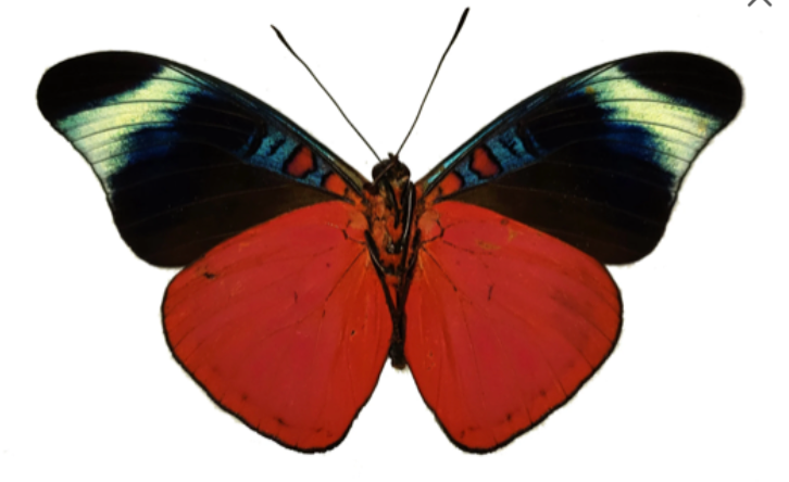 Panacea prola RED FLASHER Amazon Butterfly - Little Caterpillar Art Little Caterpillar Art