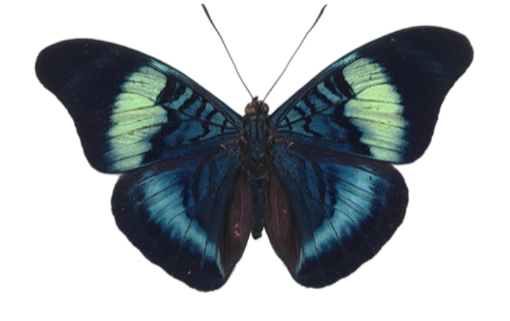 Panacea prola RED FLASHER Amazon Butterfly - Little Caterpillar Art Little Caterpillar Art