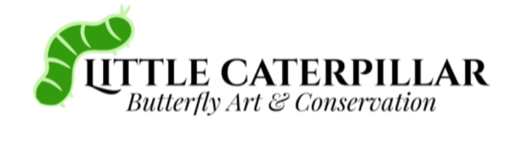 Panacea prola RED FLASHER Amazon Butterfly - Little Caterpillar Art Little Caterpillar Art