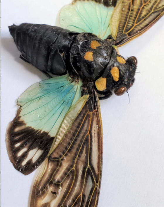 REAL Blue Cicada Tosena splendida SPREAD insect - Little Caterpillar Art Little Caterpillar Art