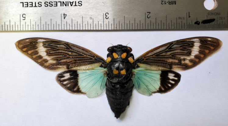 REAL Blue Cicada Tosena splendida SPREAD insect - Little Caterpillar Art Little Caterpillar Art