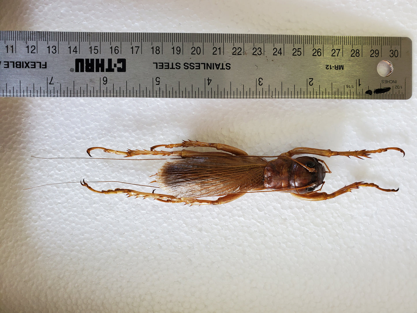 GIANT Sia Ferox Jungle Cricket