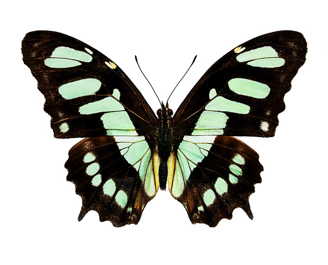 Siproeta stelenes, Malachite Butterfly - Little Caterpillar Art Little Caterpillar Art Butterfly Specimens
