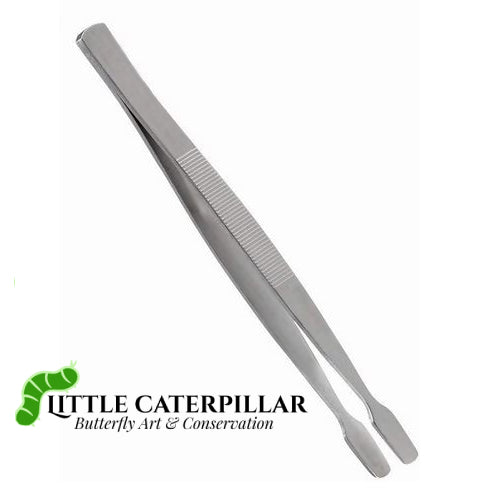 Spade Tip Entomology Tweezers - Little Caterpillar Art Little Caterpillar Art Mounting Equipment