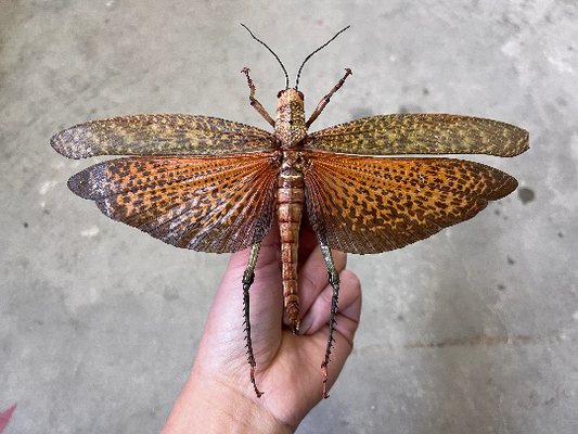 Grasshopper Tropidacris dux Real Orange-wing Insect - Little Caterpillar Art Little Caterpillar Art