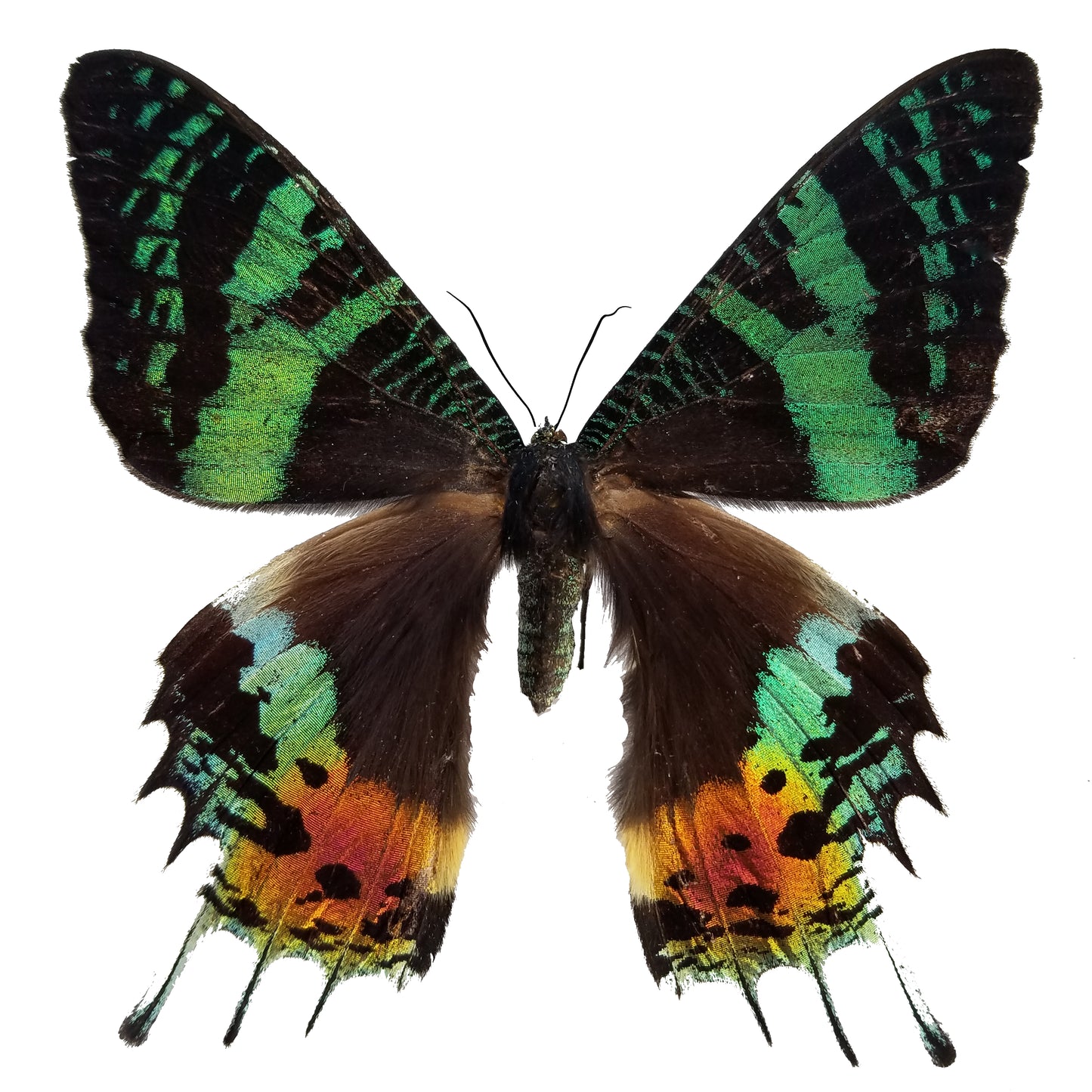 Urania ripheus, Madagascar Sunset Moth - Little Caterpillar Art Little Caterpillar Art Butterfly Specimens