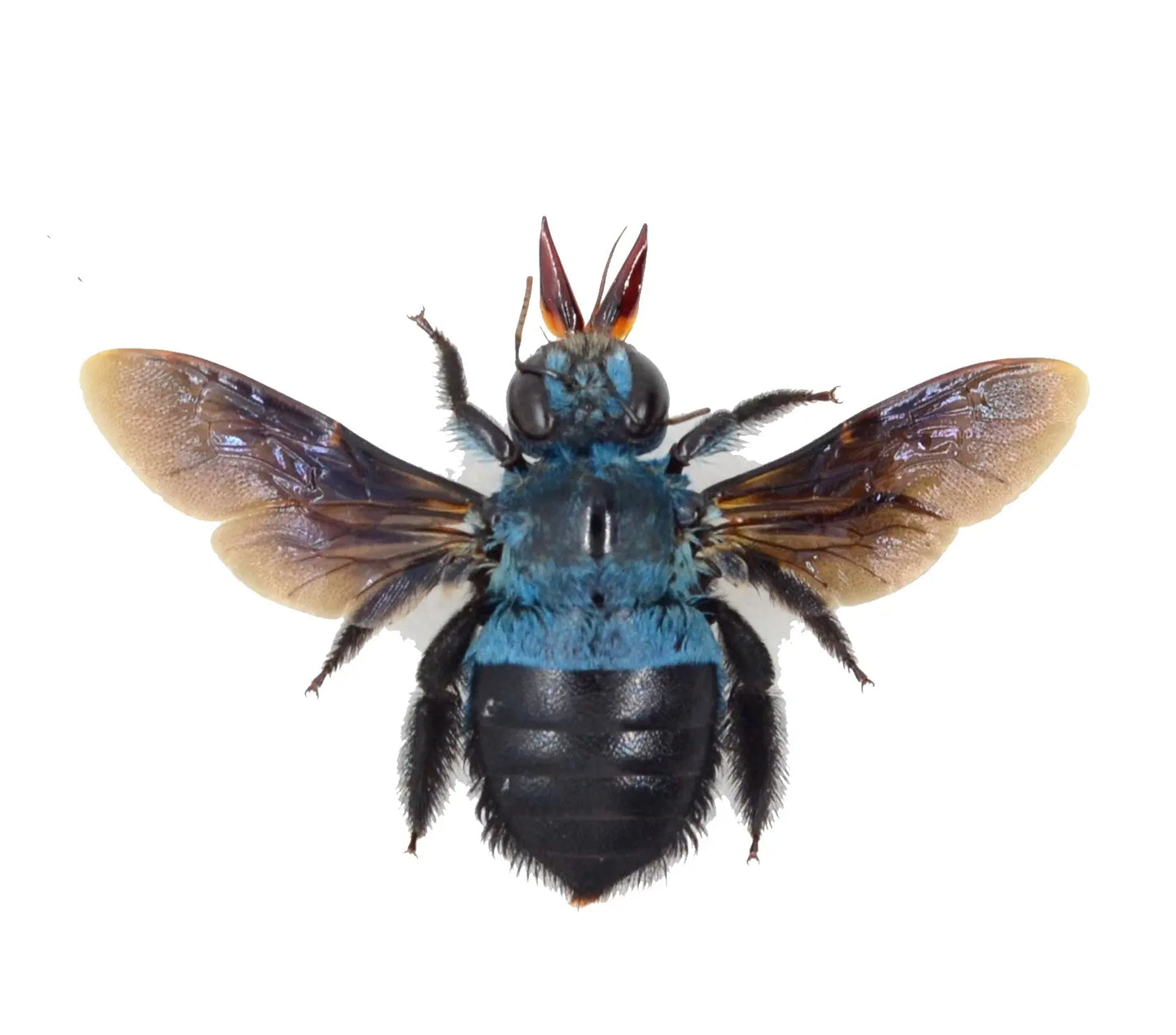 Xylocopa caerulea, Blue Carpenter Bee - Little Caterpillar Art Little Caterpillar Art Insect Specimens