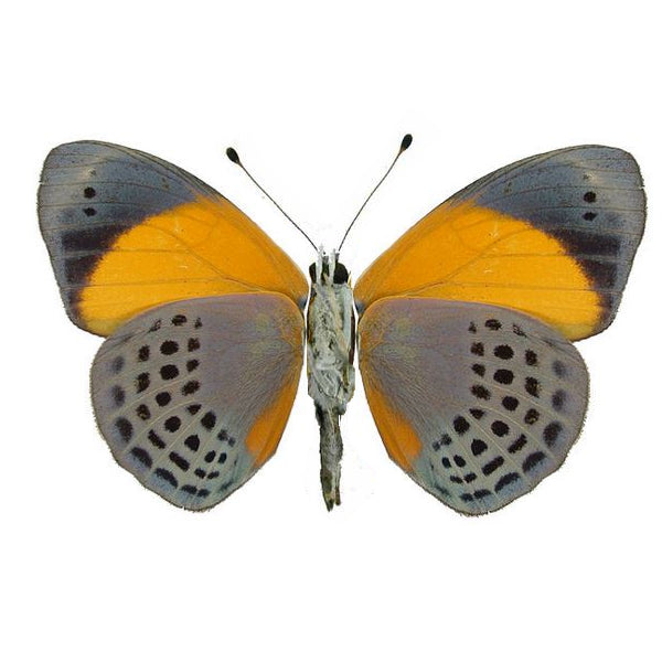 Asterope markii davisii, Dotted Glory Butterfly - Little Caterpillar Art Little Caterpillar Art Butterfly Specimens
