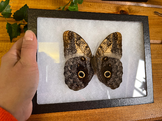 Caligo memnon 'OWL' Butterfly SPREAD and FRAMED