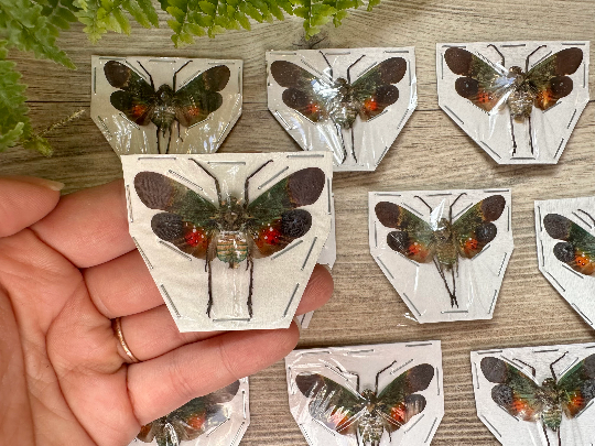 Green and Orange Lanternfly ‘Penthicodes farinosa peleng’. WINGS OPEN