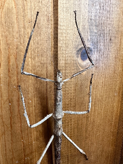 GIANT Stick Insect 'Tirachoidea westwoodi' UNSPREAD HUGE!