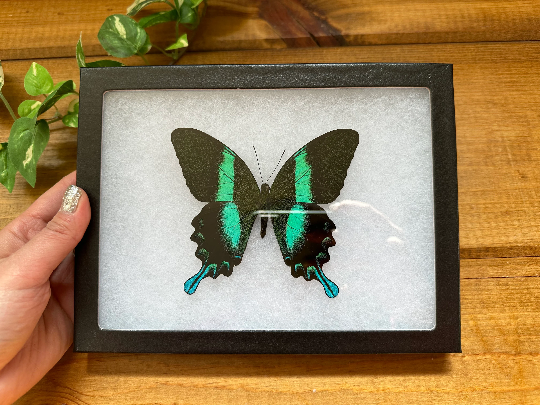 SPREAD and FRAMED Papilio Blumei, Blue-Green Swallowtail Butterfly