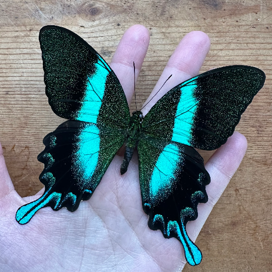 SPREAD and FRAMED Papilio Blumei, Blue-Green Swallowtail Butterfly