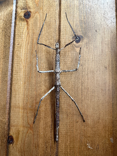 GIANT Stick Insect 'Tirachoidea westwoodi' UNSPREAD HUGE!