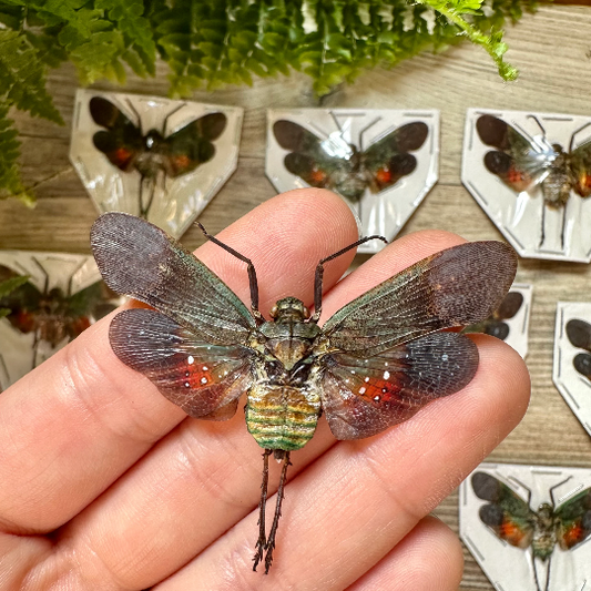 Green and Orange Lanternfly ‘Penthicodes farinosa peleng’. WINGS OPEN