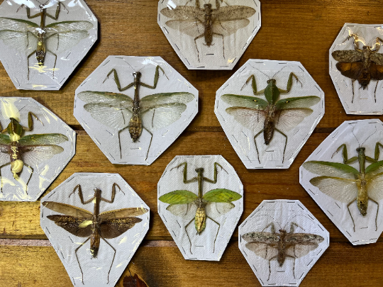 LARGE Mixed Mantis SPREAD insect