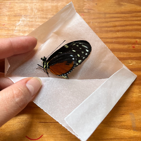 Tiger Longwing Butterfly ‘Heliconius hecale’  UNSPREAD