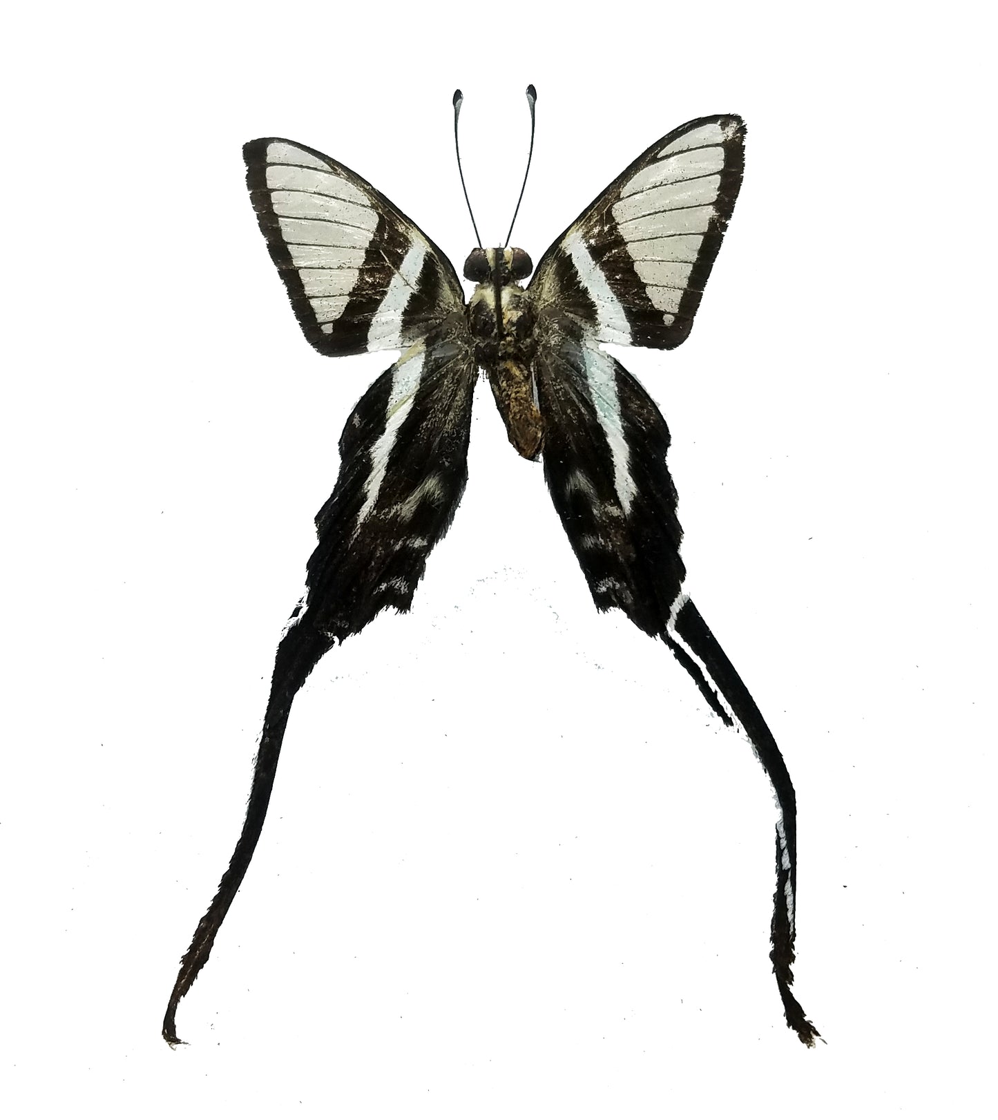 Lamproptera meges, Dragontail Butterfly - Little Caterpillar Art Little Caterpillar Art Butterfly Specimens