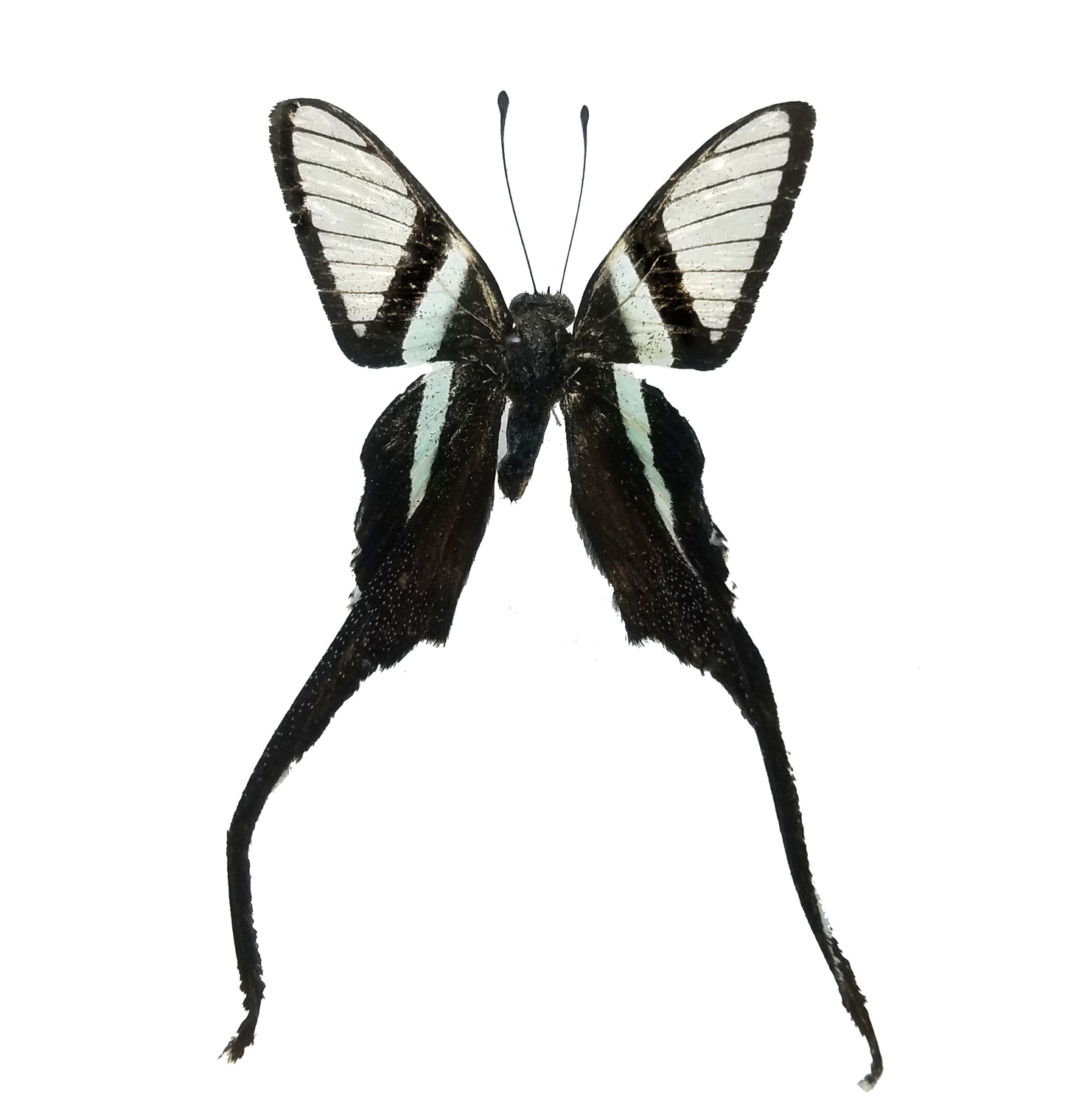 Lamproptera meges, Dragontail Butterfly - Little Caterpillar Art Little Caterpillar Art Butterfly Specimens