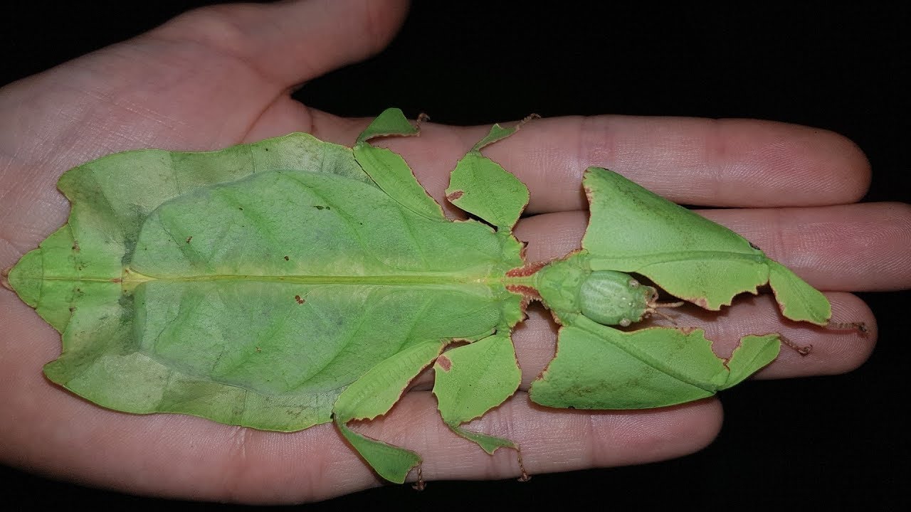 HUGE Phyllium giganteum, World’s Largest Leaf Insect! +140mm - Little Caterpillar Art Little Caterpillar Art Insect Specimens