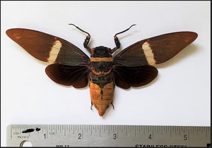Giant Black Cicada Tosena albata