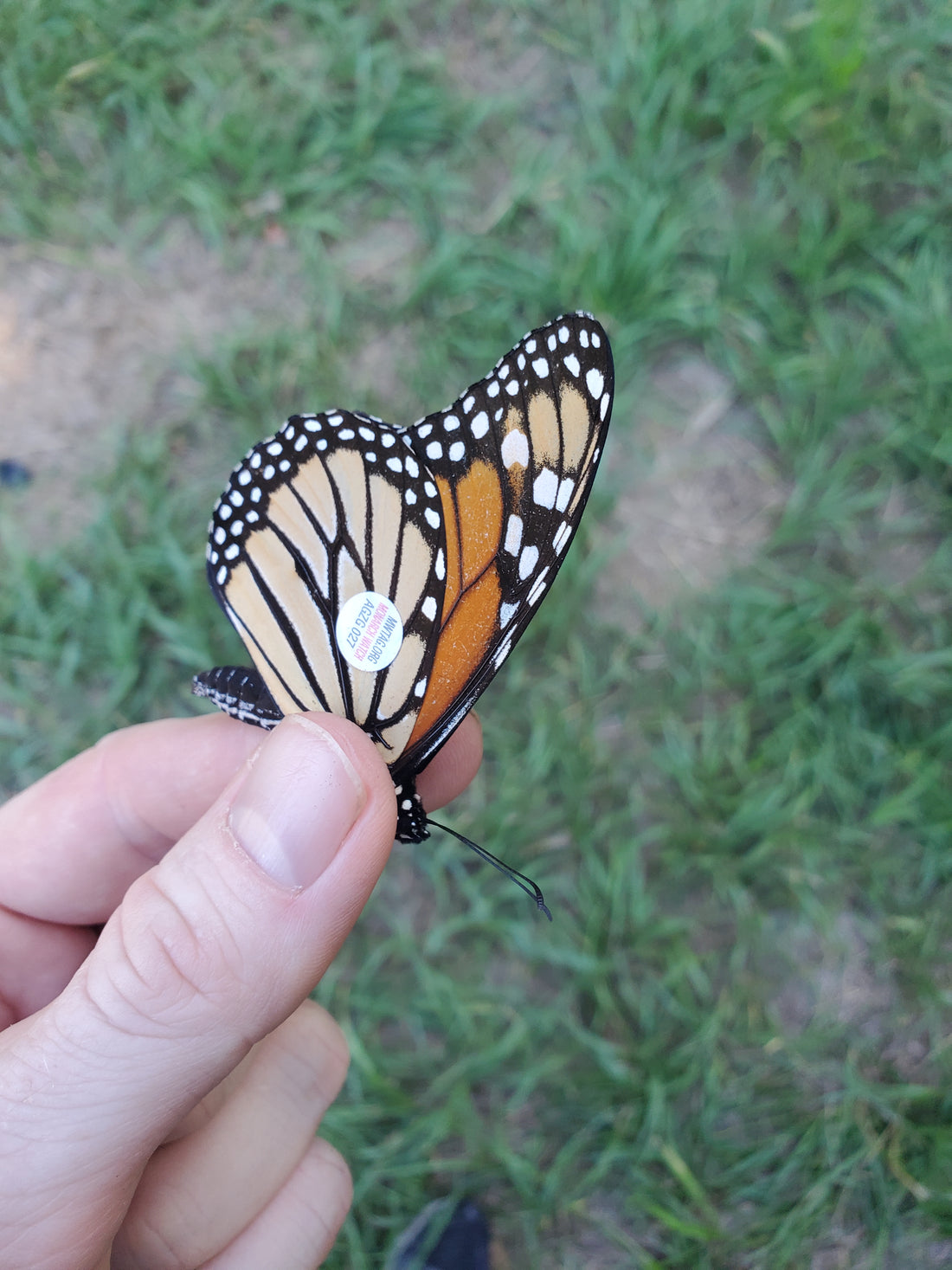 The Great Monarch Migration part: 1