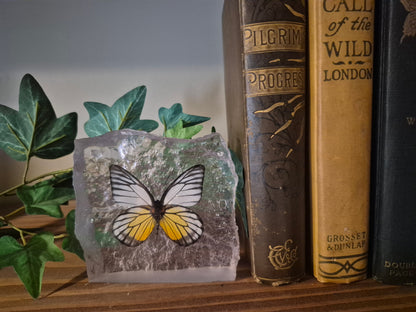 Resin Butterfly Glacier - Real Butterfly Specimens Encased in Crystal Resin