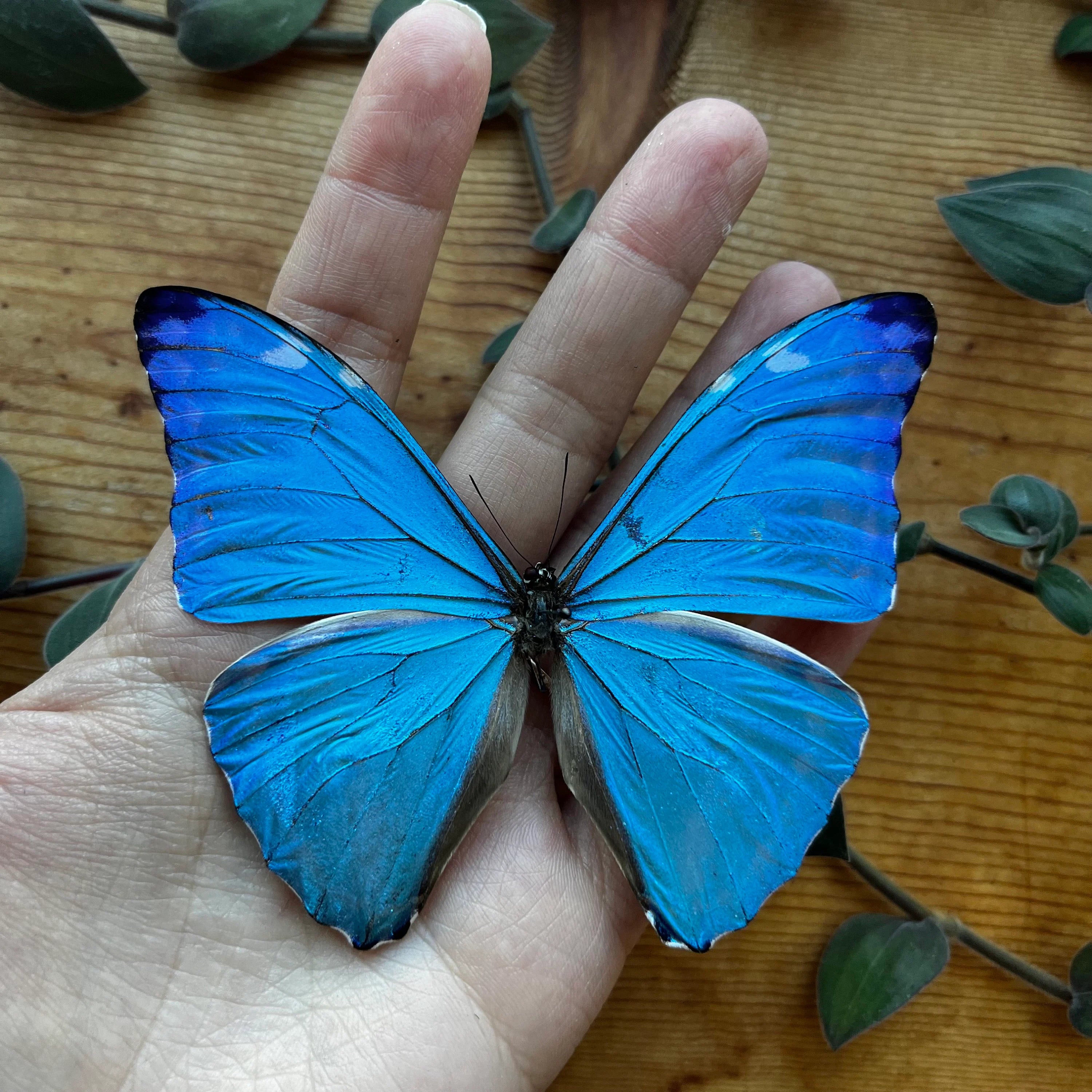 Morpho adonis REAL Blue Morpho Butterfly unspread/unmounted