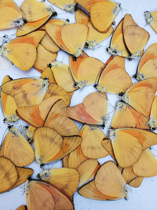 Bulk Buy! 5 REAL Orange Butterflies 'Appias Nero' Wholesale Mixed Condition